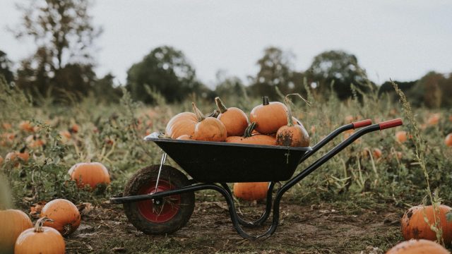 halloween-pumpkins-wheelbarrow-dark-autumn-mood-min-scaled.jpg